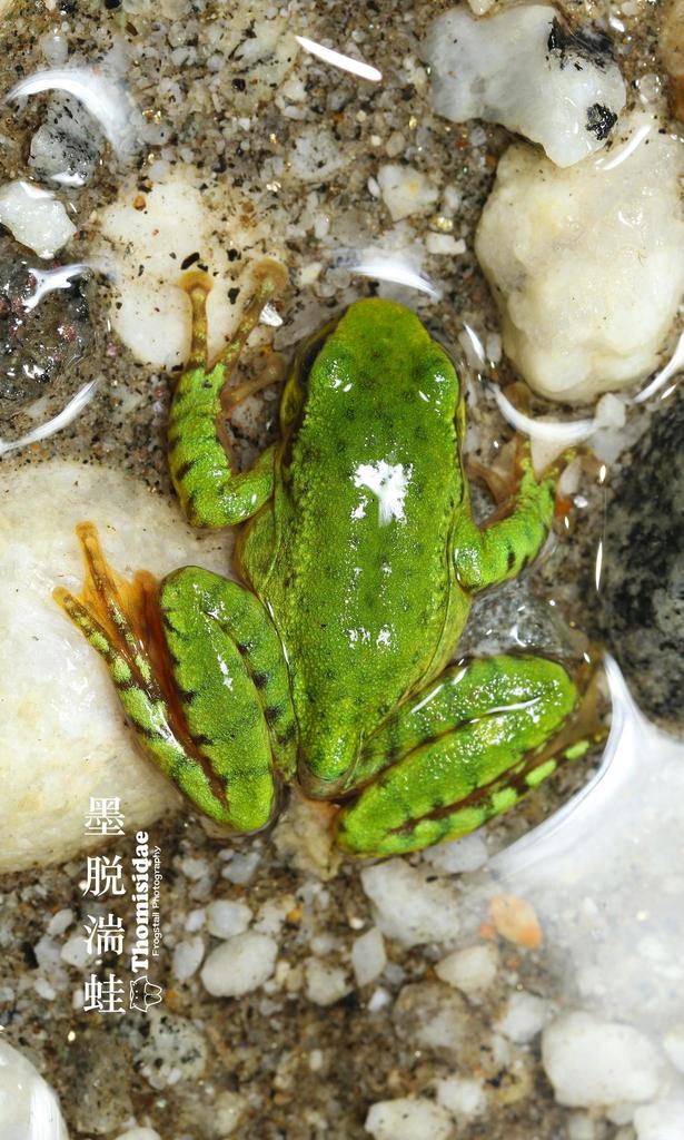 Medog Torrent Frog
