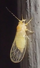 Cacopsylla annulata