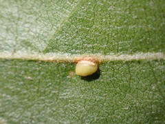 Dryocosmus minusculus