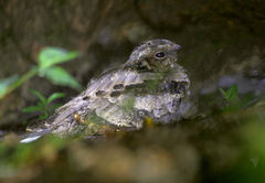 Caprimulgus asiaticus