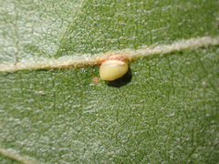 Dryocosmus minusculus