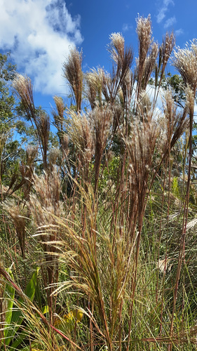 Anatherum bicorne