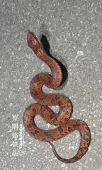 Gaoligong Mountain Pitviper photo 3