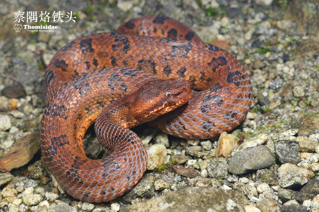 Gaoligong Mountain Pitviper