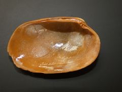 Venerupis galactites