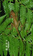 Anderson's Mountain Lizard photo 3