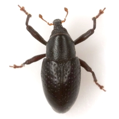 Tyloderma baridium
