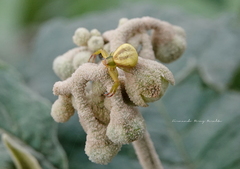 Misumenoides formosipes