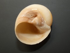 Neverita aulacoglossa