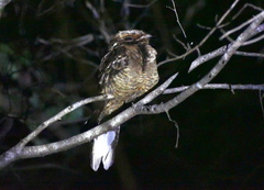 Caprimulgus atripennis