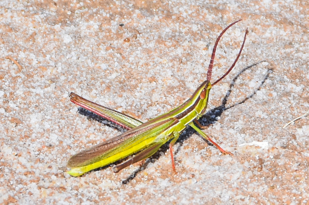 Lively Mermiria Grasshopper