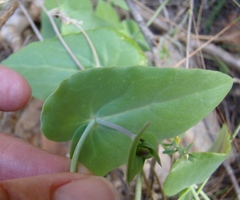 Othonna perfoliata
