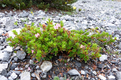 Rhododendron hirsutum