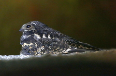 Caprimulgus jotaka
