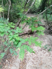 Cenostigma eriostachys