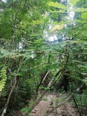 Cenostigma eriostachys