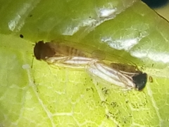 Ctenarytaina fuchsiae