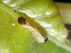 Ctenarytaina fuchsiae