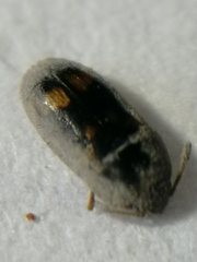 Litargus connexus