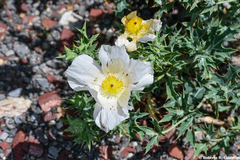 Argemone grandiflora