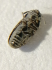 Litargus connexus