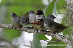 Coccopygia melanotis