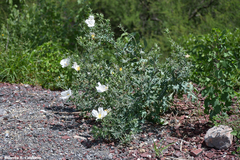 Argemone grandiflora