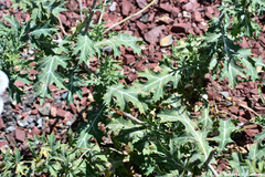 Argemone grandiflora