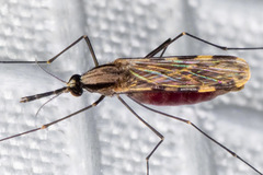 Anopheles franciscanus