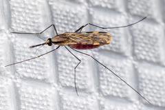 Anopheles franciscanus