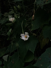 Polyclathra cucumerina