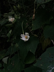 Polyclathra cucumerina