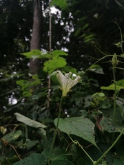 Polyclathra cucumerina