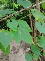 Polyclathra cucumerina