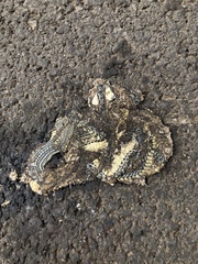 Orientocoluber spinalis