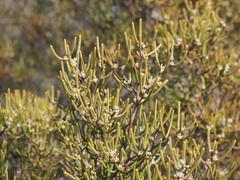 Hakea epiglottis