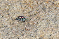 Cicindela fulgida