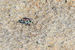 Cicindela fulgida