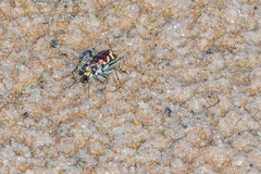 Cicindela fulgida