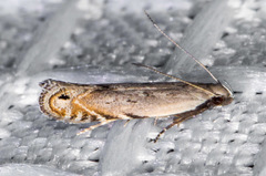 Battaristis nigratomella