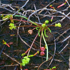 Triglochin mucronata