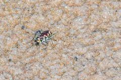 Cicindela fulgida
