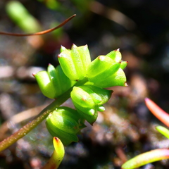 Triglochin mucronata