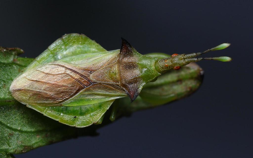 Cnizocoris