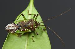 Urolabida