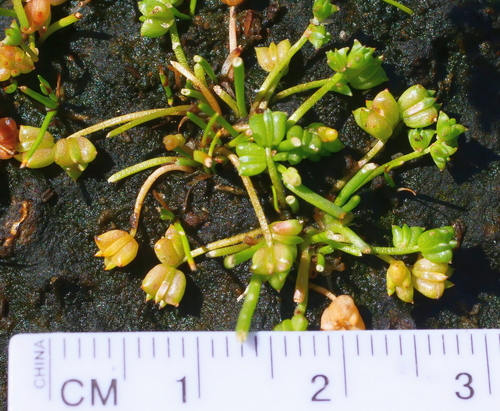 Triglochin mucronata