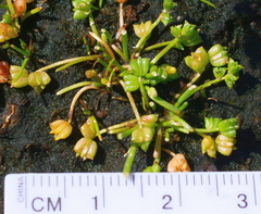 Triglochin mucronata