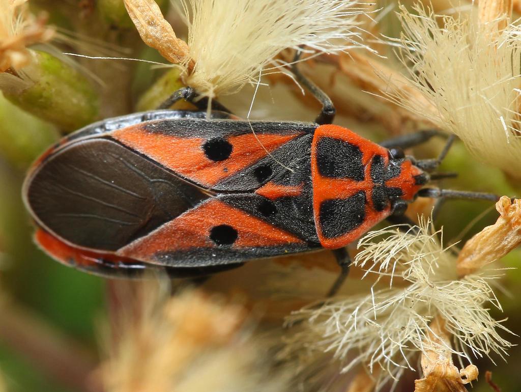 Aspilogeton