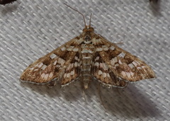 Sameodes iolealis