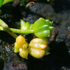 Triglochin mucronata